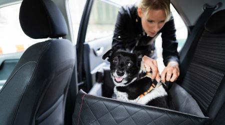 Seggiolino Cane (1)