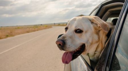 Trasportare Cane In Auto