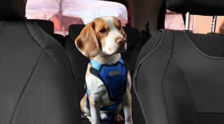 Cintura Sicurezza Cane